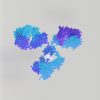 Monoclonal antibodies