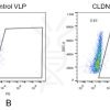 fc-FLP100006 CLDN18.2 Fig.2 FC 1