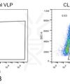 fc-FLP100006 CLDN18.2 Fig.2 FC 1