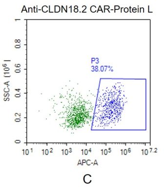 fc-FLP100017 CLDN18.2 Fig.2C FC 1