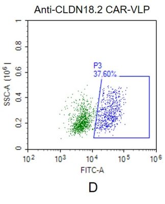 fc-FLP100017 CLDN18.2 Fig.2D FC 1