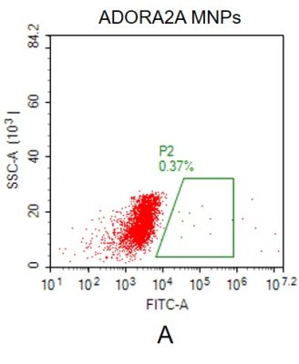 fc-FLP100019 ADORA2A Fig.2A FC 1
