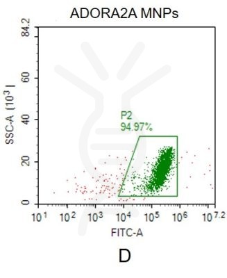 fc-FLP100019 ADORA2A Fig.2D FC 1