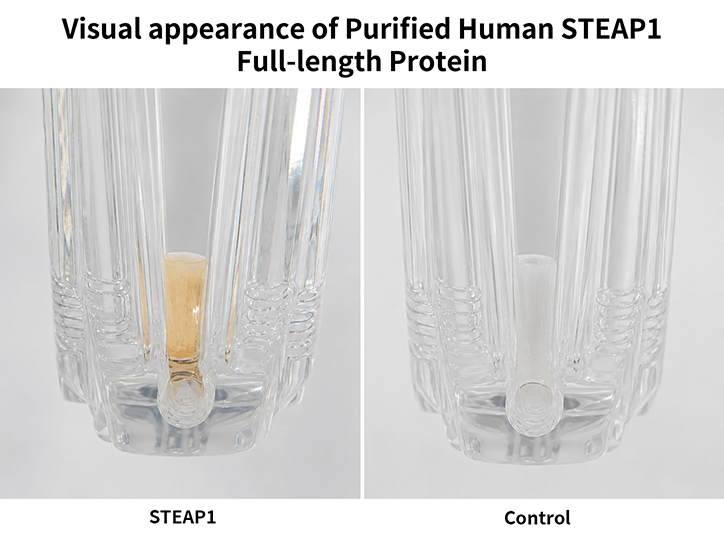 flp100070-steap1-heme-incorporation1.png