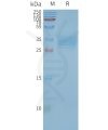 page-FLP100035 TSPAN33 Fig.2 SDS PAGE 1