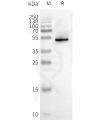 page-FLP100053 CXCR3 Fig.2 SDS PAGE 1