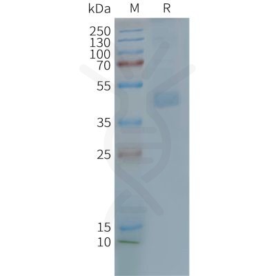 page-FLP100115 CX3CR1 Fig.2 SDS PAGE 1