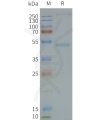 page-FLP100118 GRPR Fig.2 SDS PAGE 1
