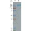 page-FLP100119 GRM7 Fig.2 SDS PAGE 1