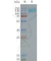page-FLP100119 GRM7 Fig.2 SDS PAGE 1