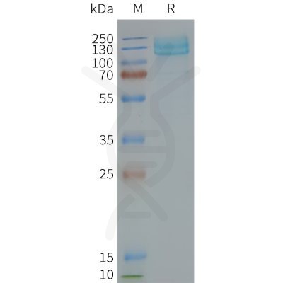 page-FLP100119 GRM7 Fig.2 SDS PAGE 1