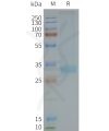 page-FLP100122 MC4R Fig.2 SDS PAGE 1