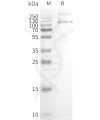 page-FLP100128 TRPV1 Fig.2 SDS PAGE 1