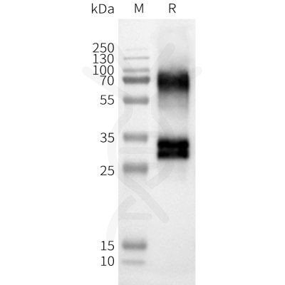 page-FLP100137 OR52D1 Fig.2 SDS PAGE 1