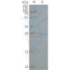 page-FLP100142 CAV1 Fig.2 SDS PAGE 1