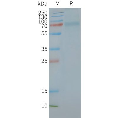 page-FLP100145 CGRPR RAMP1 Fig.2 SDS PAGE 1