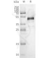 page-FLP100152 OR1E1 Fig.2 SDS PAGE 1
