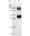 page-FLP100153 OR8U8 Fig.2 SDS PAGE 1