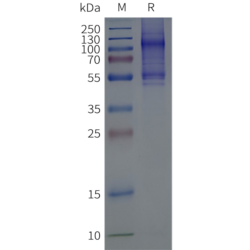 flp-c100031-gpr75-sp1.png