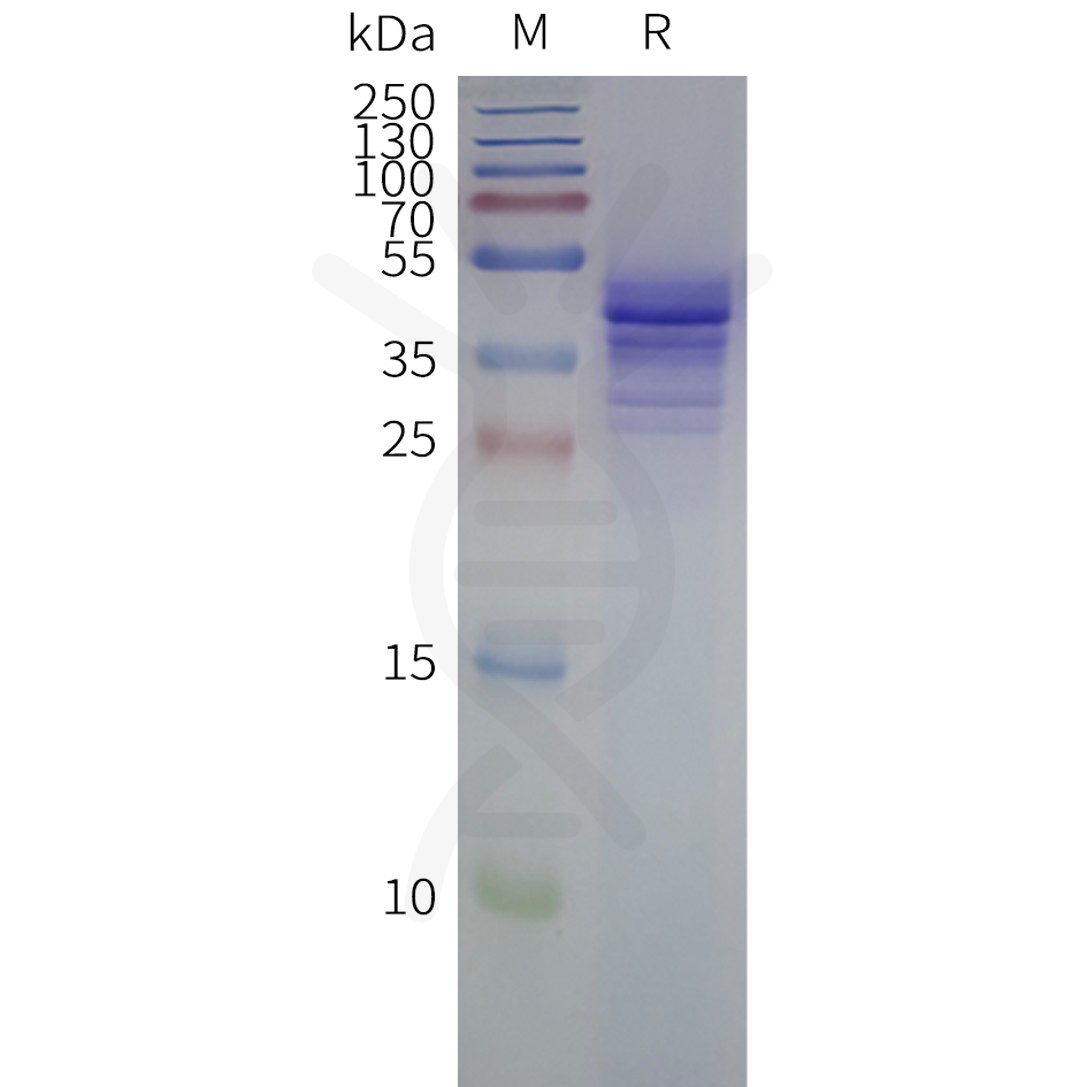 flp-c120094-ccr1-strep-sp1.png