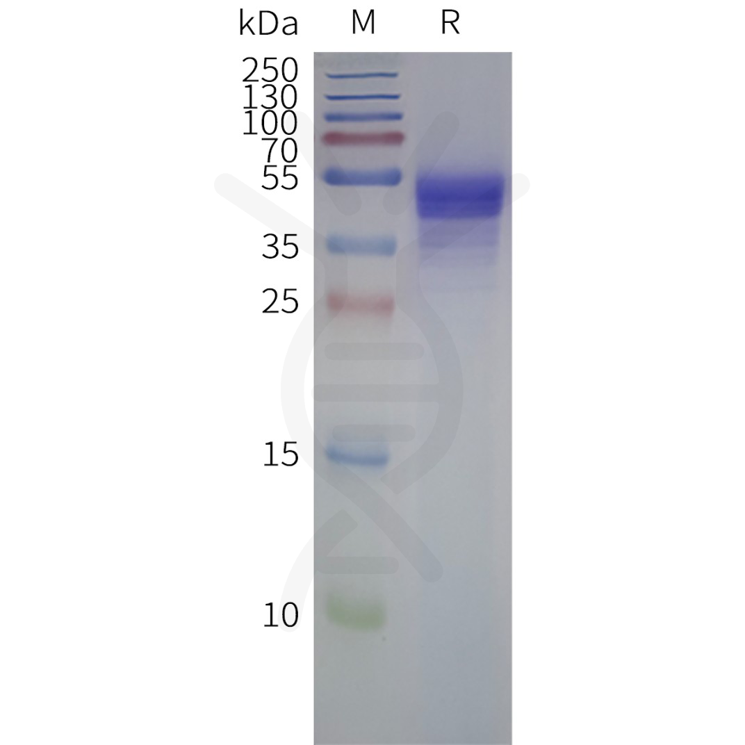 flp-m120094-ccr1-strep-sp1.png