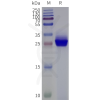 page-flp m120505 aqp7 strep sp1