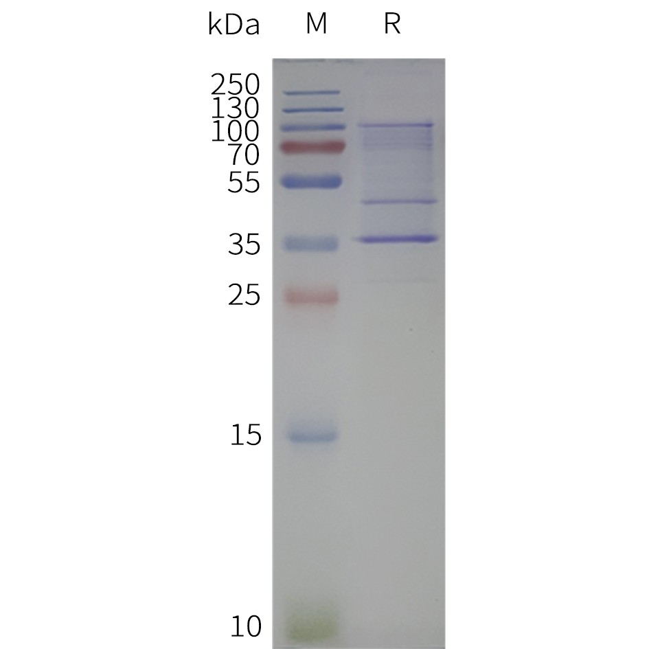 flp100000-negative-control-sp1.jpg