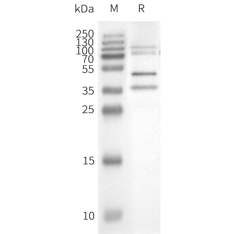 flp100000-negative-control-wb1.jpg