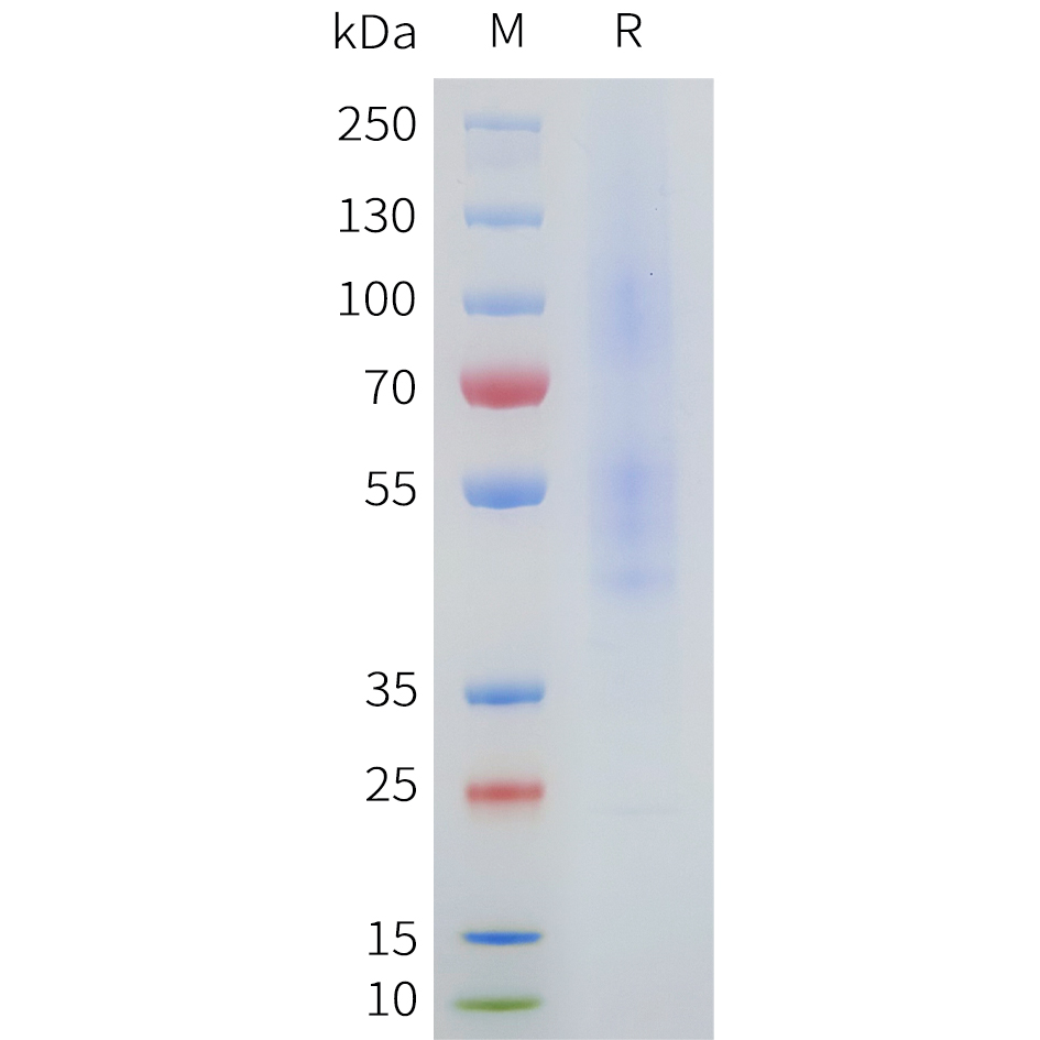 flp100028b-ccr2-sp1.jpg