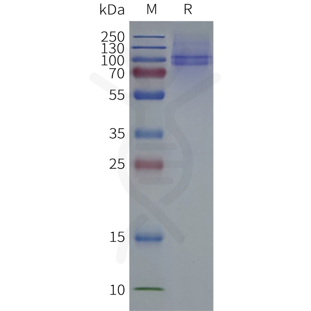 flp100047b-fshr-sp1.png