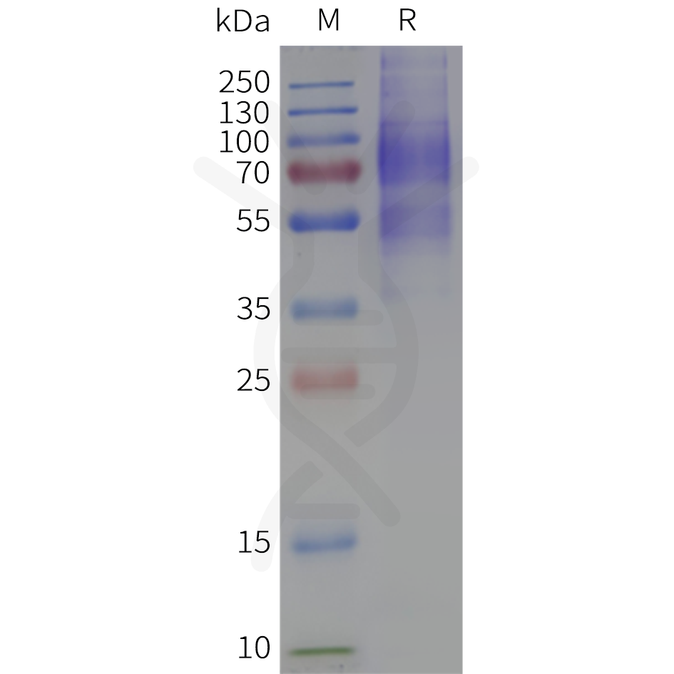 flp100067-cxcr5-sp1.png