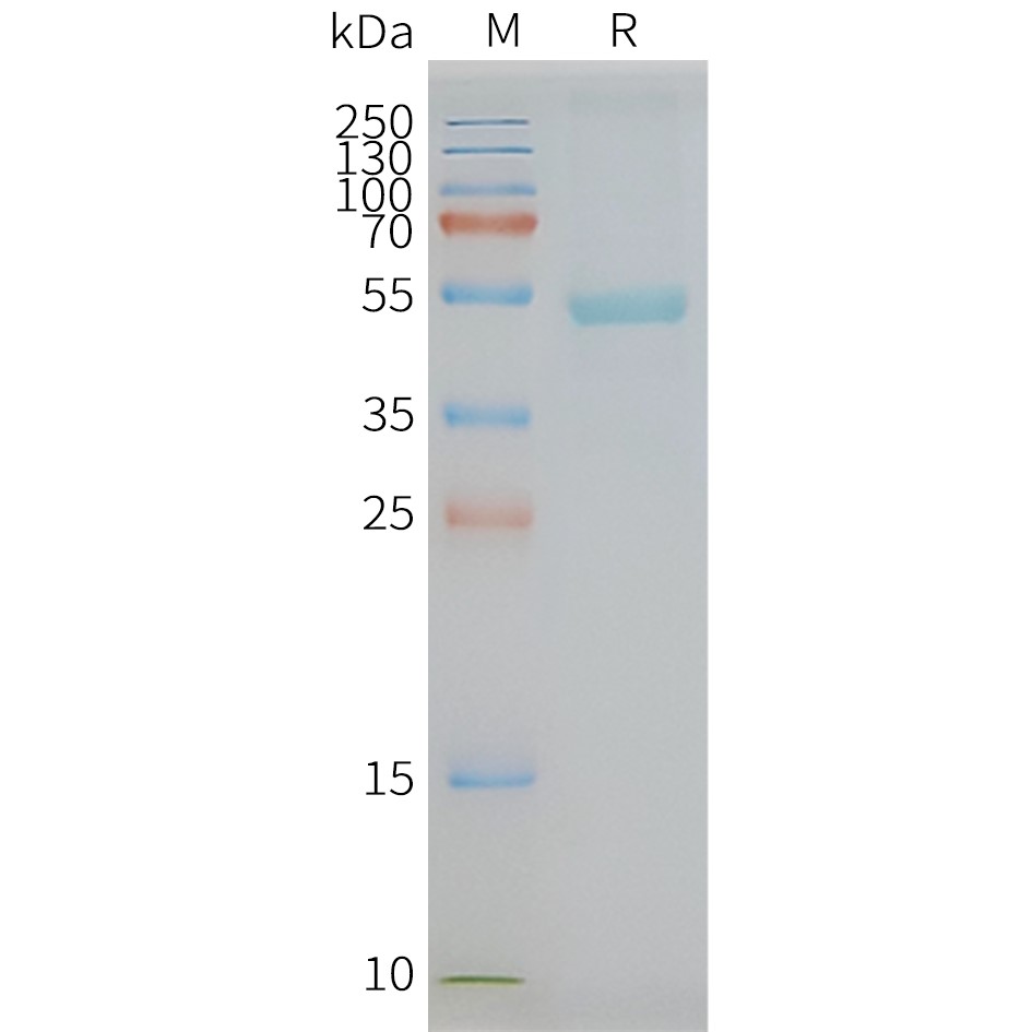 flp100069-c5ar2-sp1.jpg