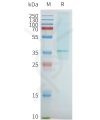 page-flp100093 adora2b sp1