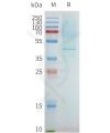 page-flp100096 ptger2 sp1