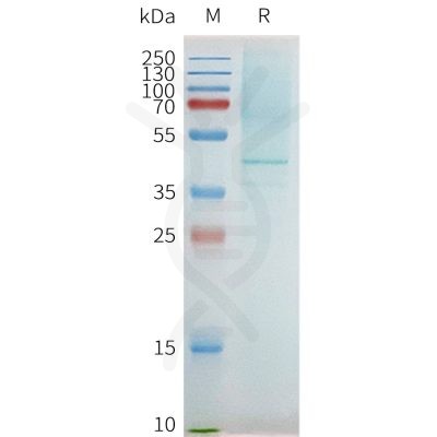 page-flp100096 ptger2 sp1