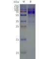 page-flp100097b ptger4 sp1