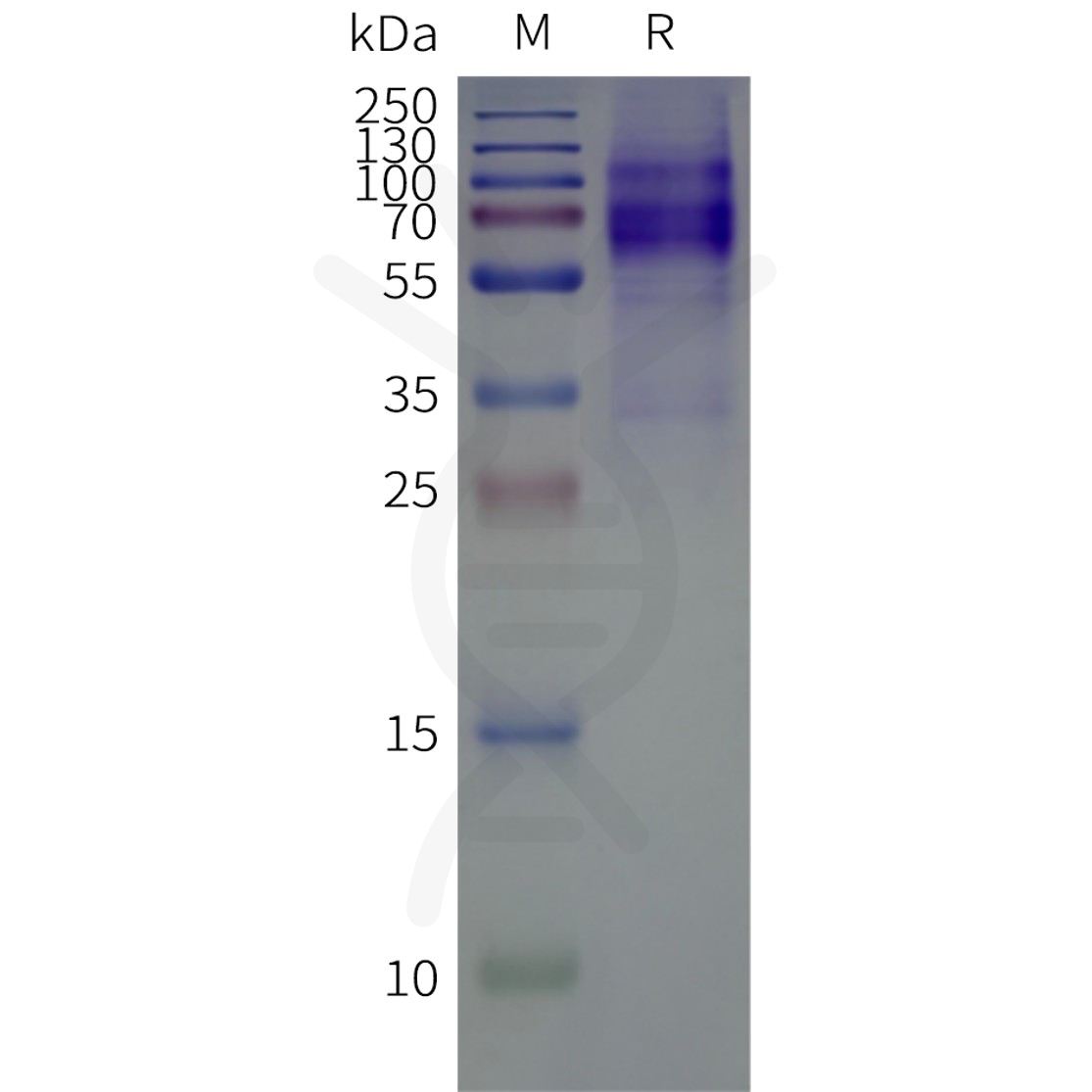 flp100097b-ptger4-sp1.png