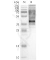 page-flp100103 gpr65 sp1