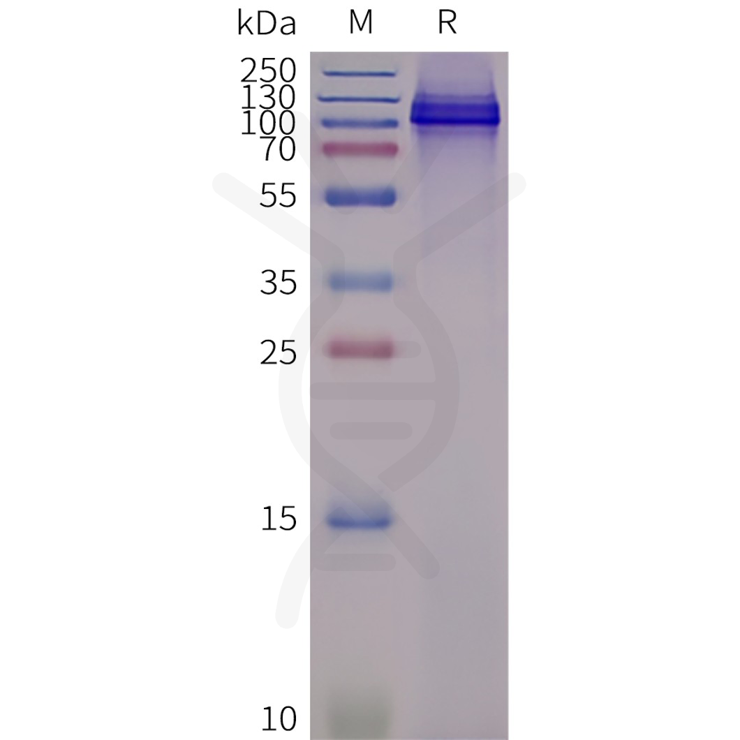 flp100128-trpv1-sp1.png