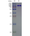 page-flp100141b tlr4 sp1