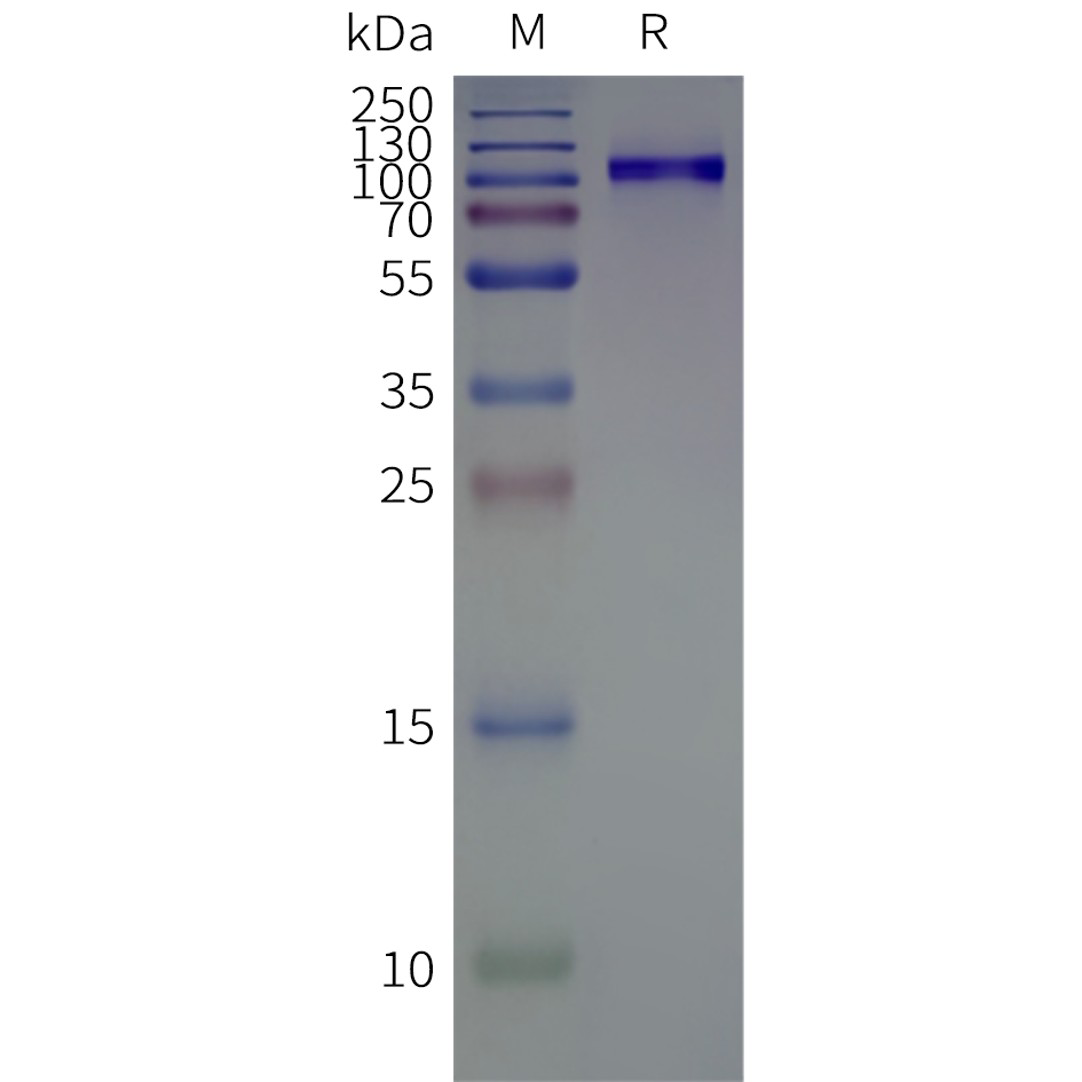 flp100141b-tlr4-sp1.png