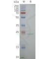 page-flp100158 aqp5 sp1