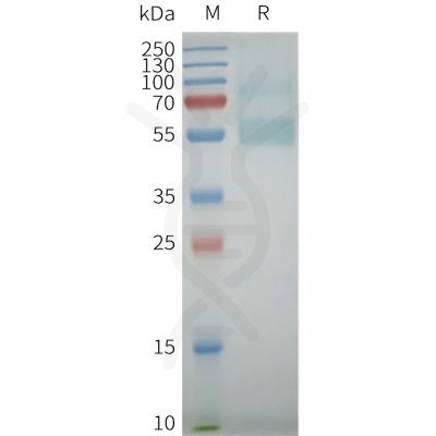 page-flp100172 5ht7r sp1