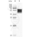 page-flp100230 drd2 sp1