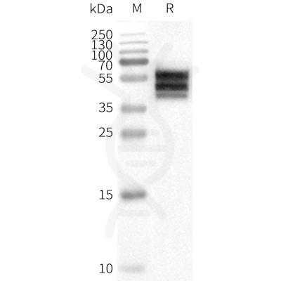 page-flp100230 drd2 sp1