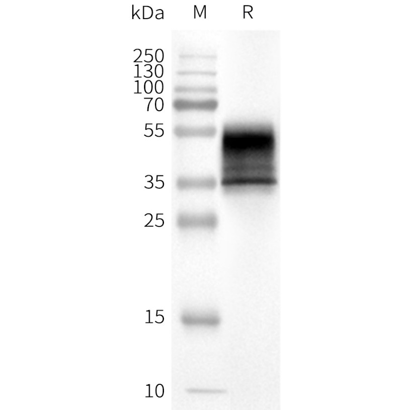 flp100333-kissr-sp1.jpg