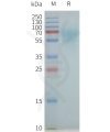page-flp100359 nk1r sp1