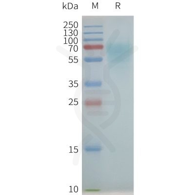 page-flp100359 nk1r sp1