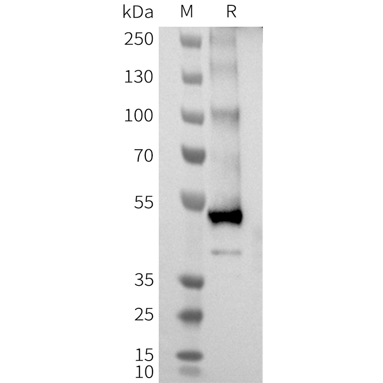 flp100360b-nk2r-wb1.png