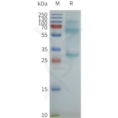 page-flp100616 cacng1 sp1